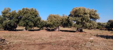 Terreno agricolo 7750mtq