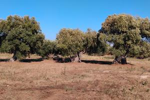 Terreno agricolo 7750mtq