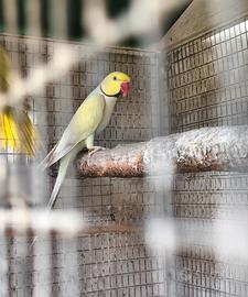 Coppia Pallid-ino x lacewing Parrocchetti