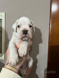 Boxer cuccioli