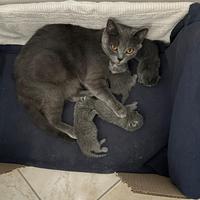 Cuccioli British shorthair