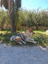 Cuccioli cane lupo cecoslovacco
