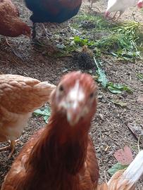 Galline
