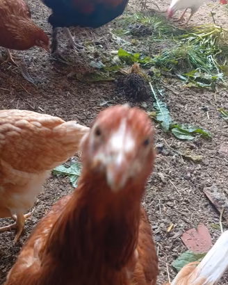 Galline