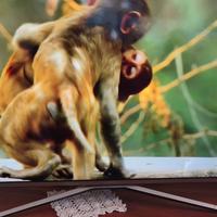 tv Samsung 43 pollici