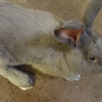 Conigli Coniglio maschio blu di Vienna