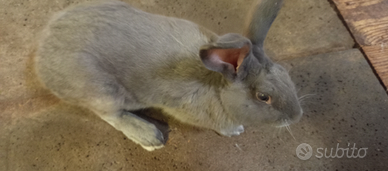 Conigli Coniglio maschio blu di Vienna