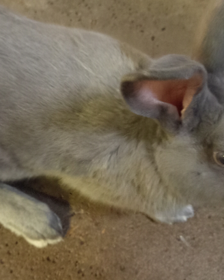 Conigli Coniglio maschio blu di Vienna