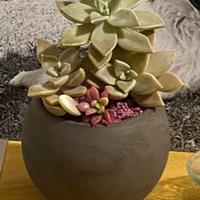 composizioni con piante grasse 