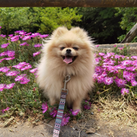 STUPENDA Volpino Pomerania Toy PEDIGREE Spitz Nano