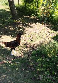 Galli per Galline