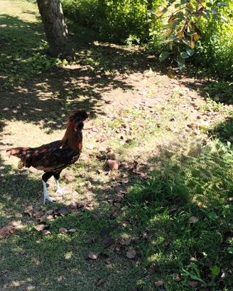 Galli per Galline