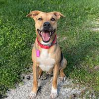 Yago, 5 anni, incrocio molosso