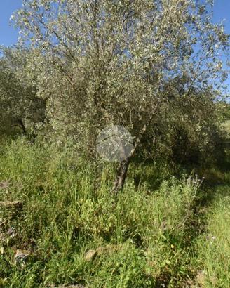 TER. AGRICOLO A TORCHIARA