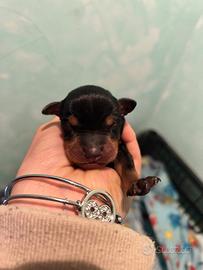 Cuccioli Pinscher nano