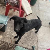 Labrador