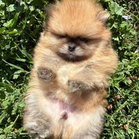 Cucciolo Spitz Pomerania