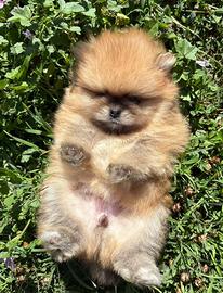 Cucciolo Spitz Pomerania