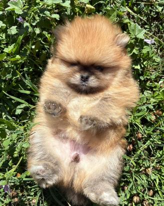 Cucciolo Spitz Pomerania