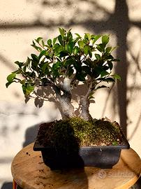 Bonsai Ficus Benjamin – 10 Anni
