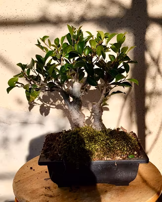 Bonsai Ficus Benjamin – 10 Anni