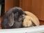 Immagine 6