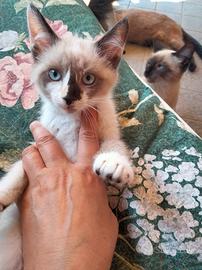 Gattina piccola,incrocio siamese