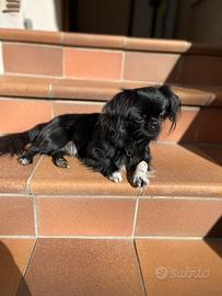 Chihuahua thailandese