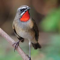 Maschio 2025 calliope