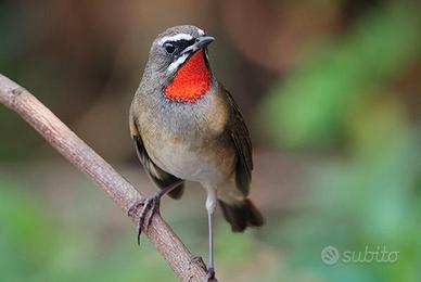 Coppia 2025 calliope