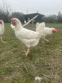 Galline livornesi Ovaiole a Parma