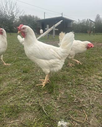 Galline livornesi Ovaiole a Parma