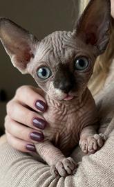 Gattina sphinx