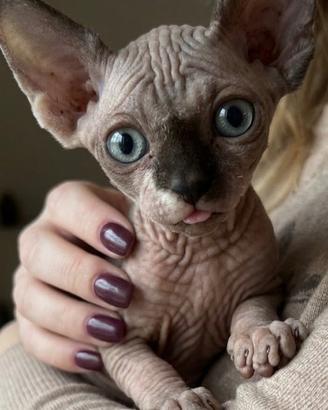 Gattina sphinx