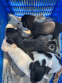 Cuccioli cane