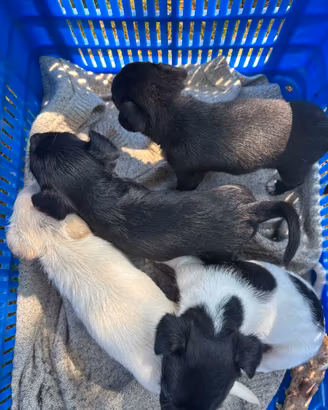 Cuccioli cane