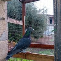 Viaggiatori bianchi e scuri federazione colombofi