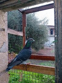 Viaggiatori bianchi e scuri federazione colombofi