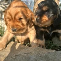 Cuccioli di cocker spaniel inglese