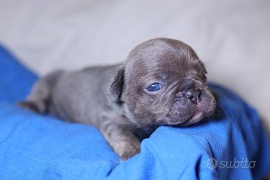 Bulldog francese esotico