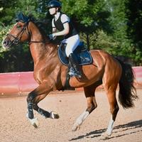 Cavallo Zangersheide del 2013 baio