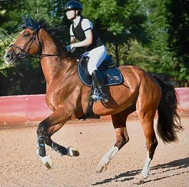 Cavallo Zangersheide del 2013 baio