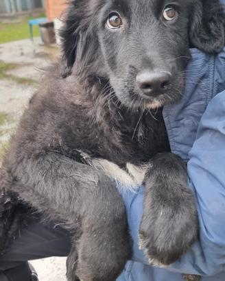 Panda: Terranova mix, 3 mesi