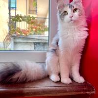 Maine Coon con pedigree Anfi