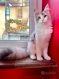 Maine Coon con pedigree Anfi