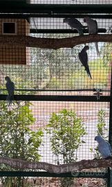 Parrochetti dal collare