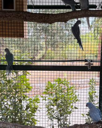 Parrochetti dal collare