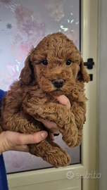 Cuccioli di Braboncino