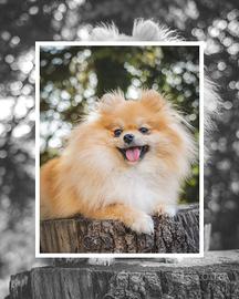 Pomerania arancio