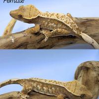 Geco Ciliatus Tricolor Drippy